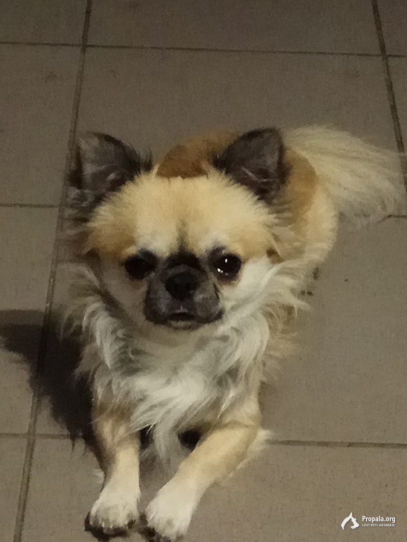 Потеряшка, мальчик чихуахуа.