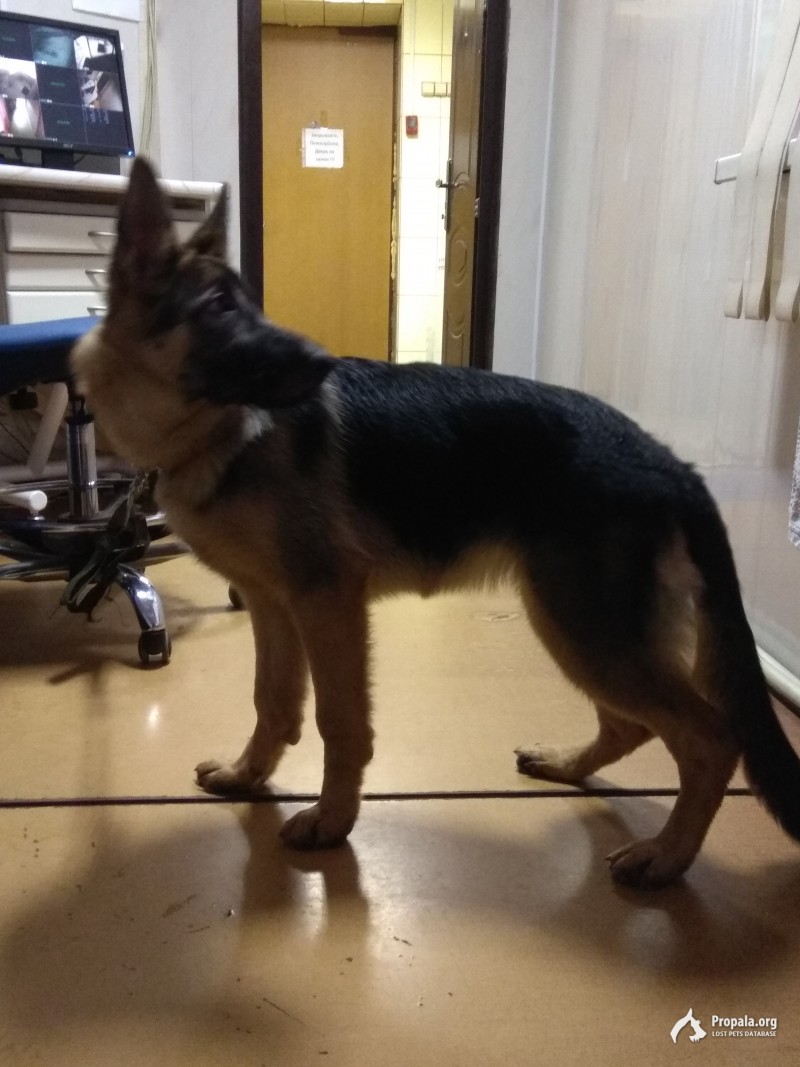 Потерялась собака