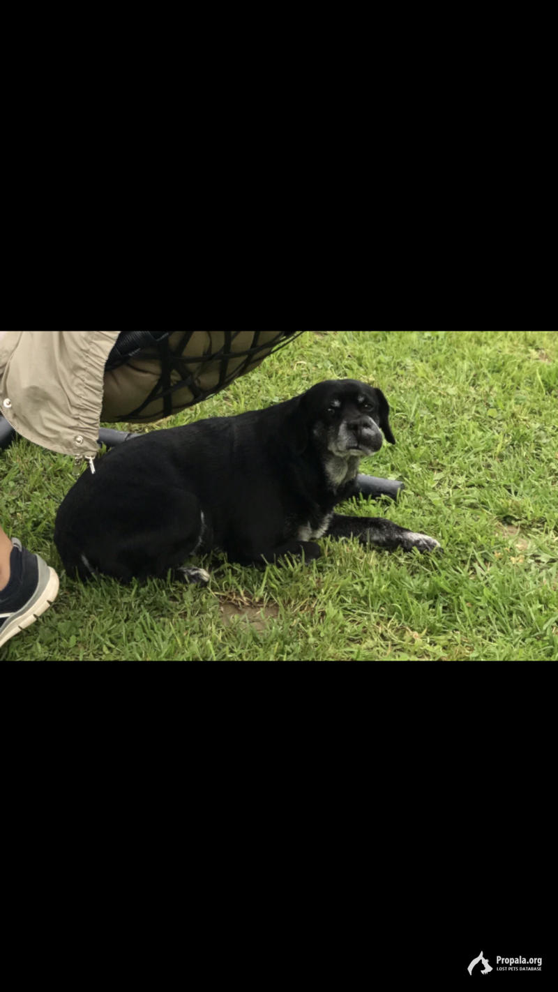 Пропала собака. Вознаграждение 25000
