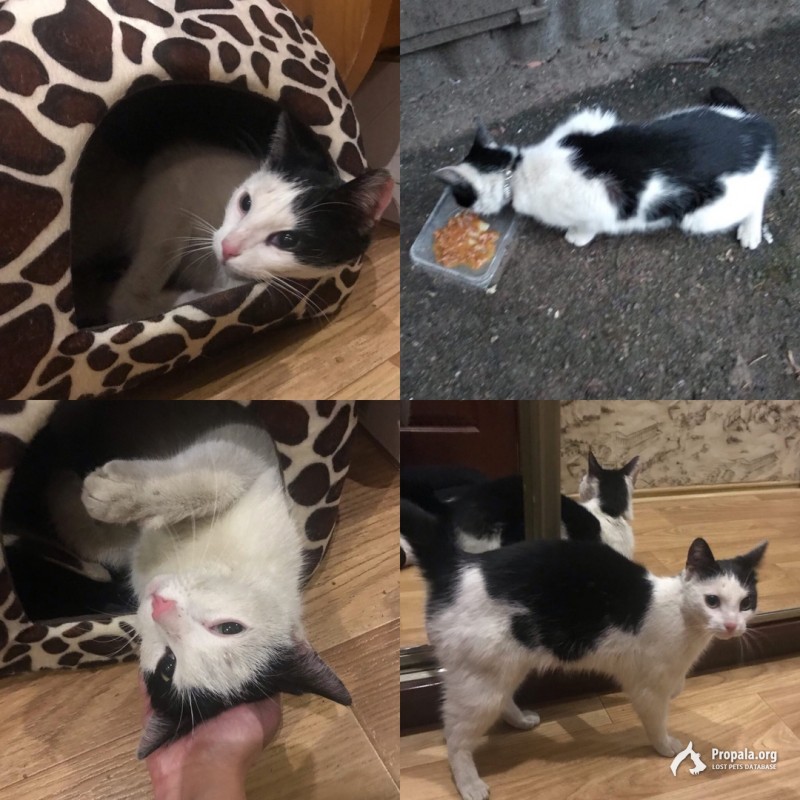 Найдена черно-белая кошка с ошейником