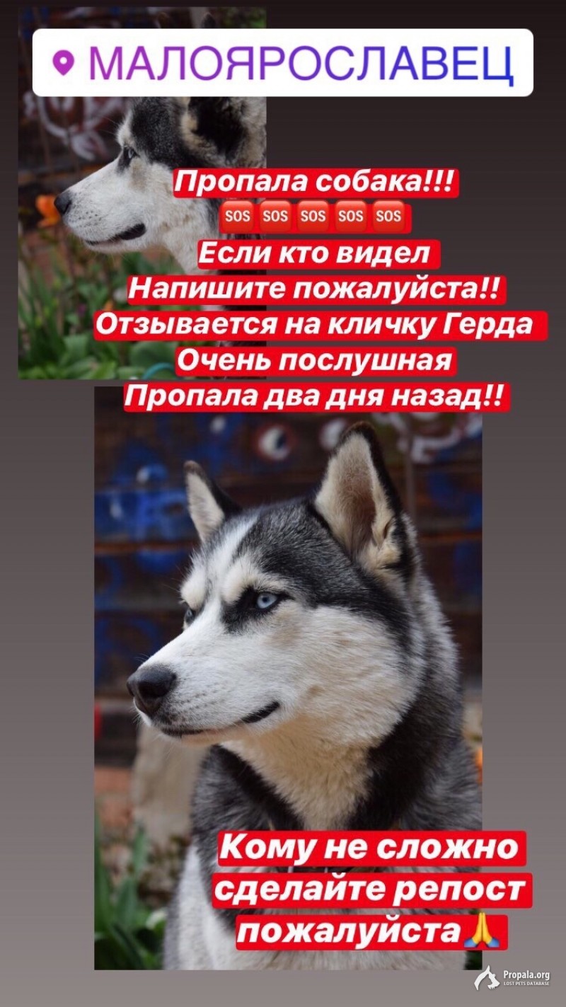 Пропала хаски !