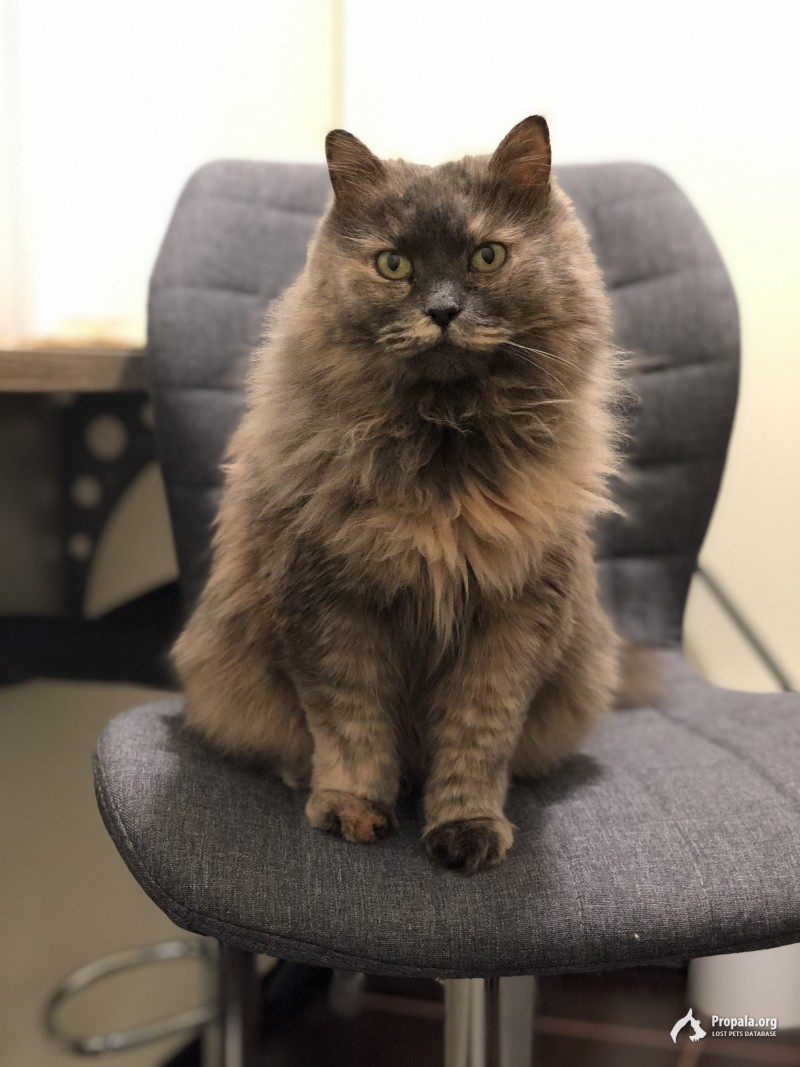 Пропала кошка :(