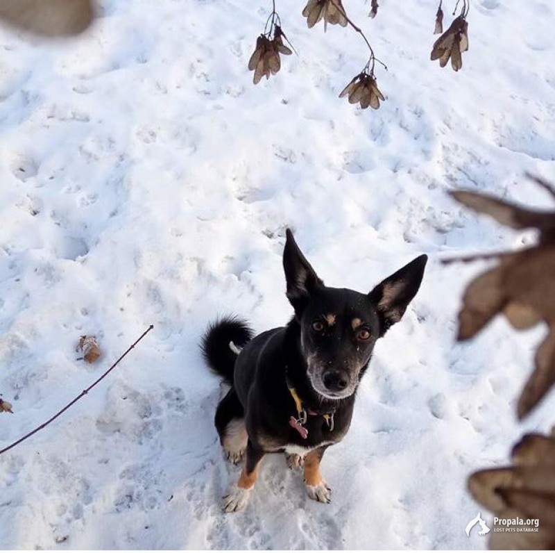 Пропала собака!