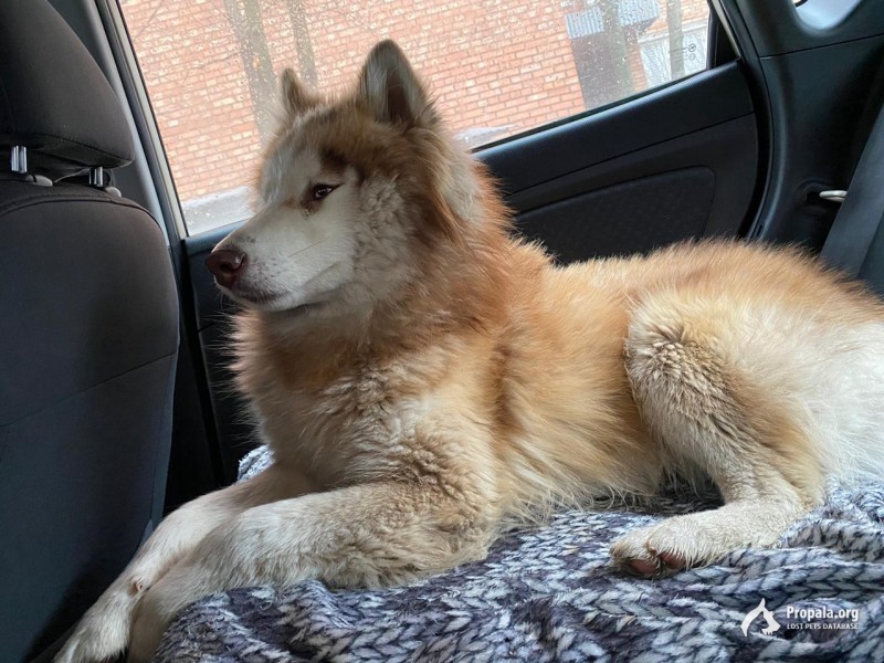 НАЙДЕТ КОБЕЛЬ ХАСКИ! ИЩУ ХОЗЯИНА