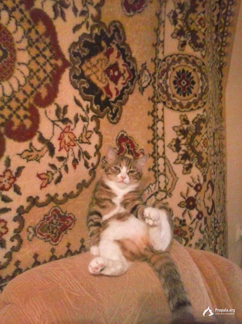 Пропала домашняя кошечка!!!