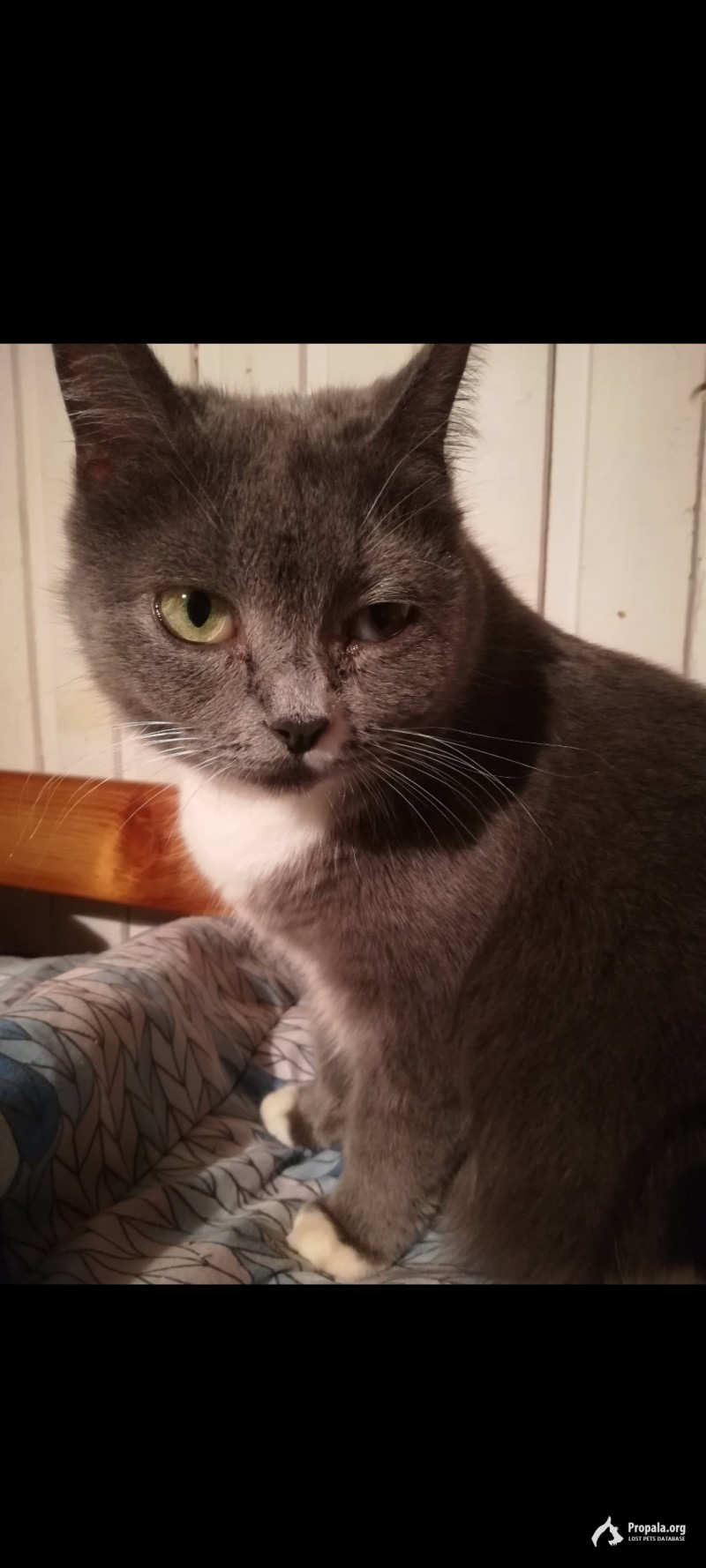 Пропала кошка