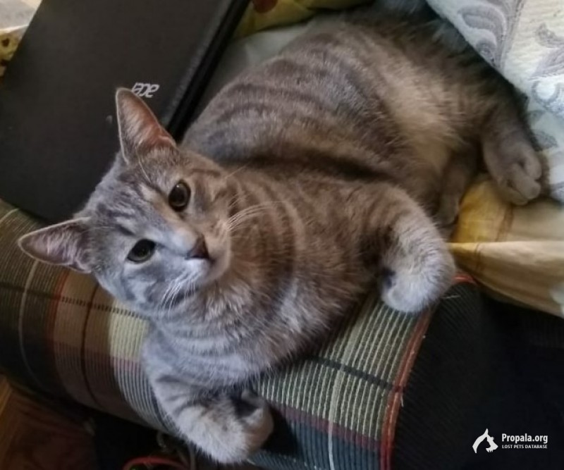 Пропал серый кот, тигрового окраса