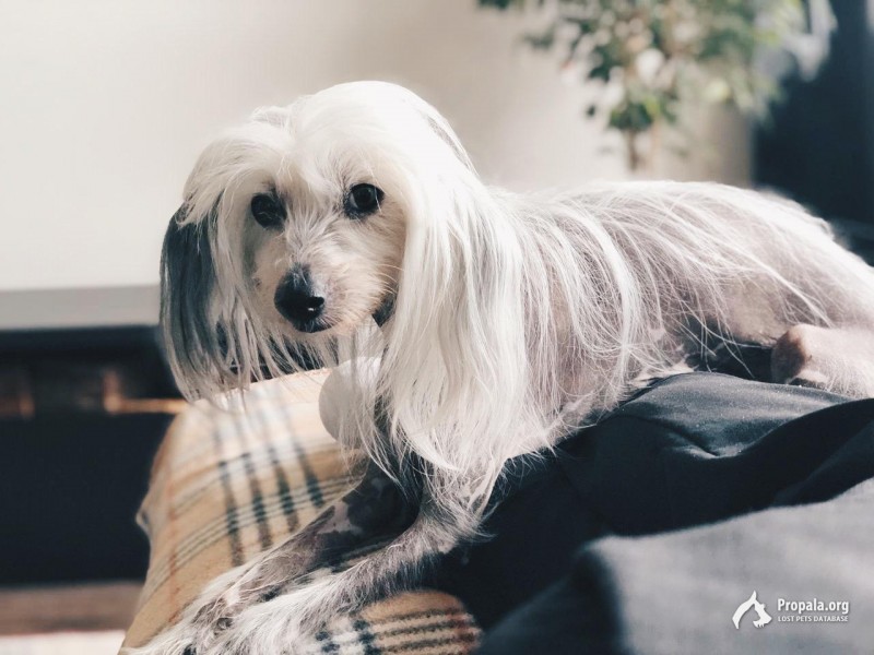 Пропала собака!!!