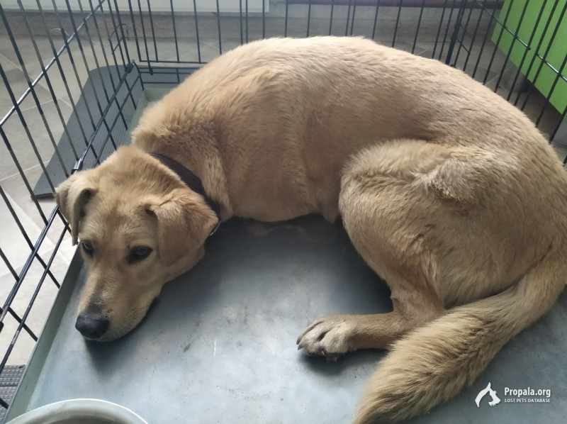 Найдена рыжая сука в ошейнике