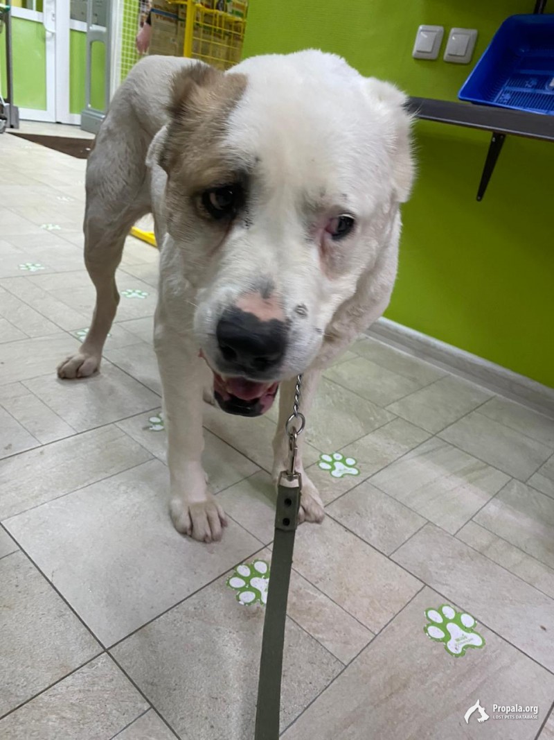 Пропала собака