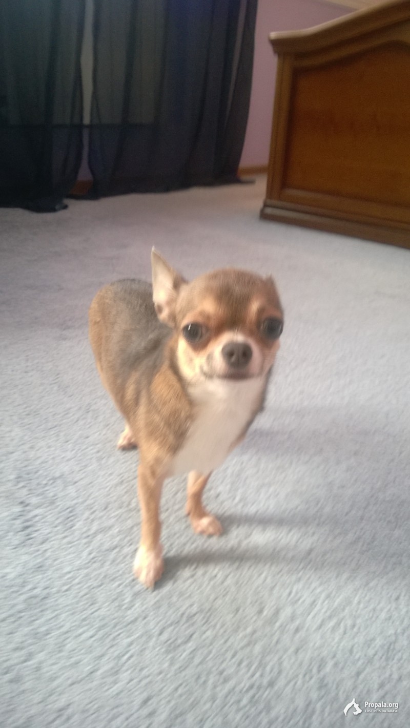 ПОТЕРЯЛАСЬ МАЛЕНЬКАЯ СОБАЧКА ЧИХУАХУА
