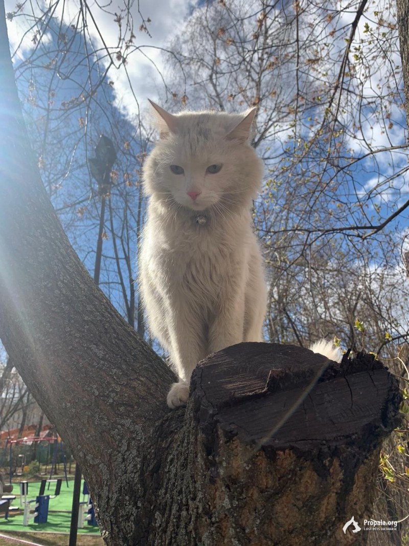 В Зюзино найден белый кот
