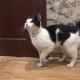 Найдена черно-белая кошка с ошейником