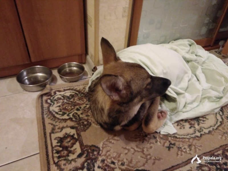 Найден щенок, девочка