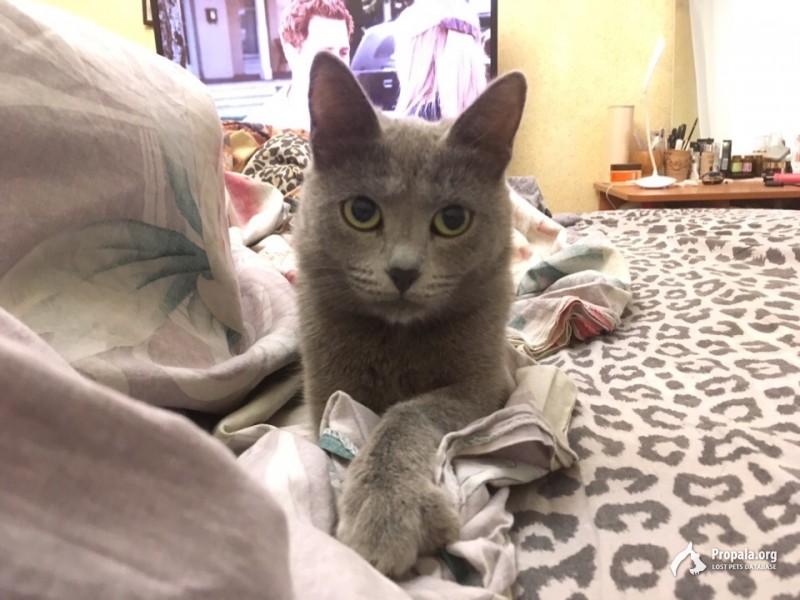 СПб!! Пропала кошка!!!