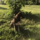 Найдена собака в Южном Бутово