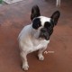 Потерялся французский бульдог