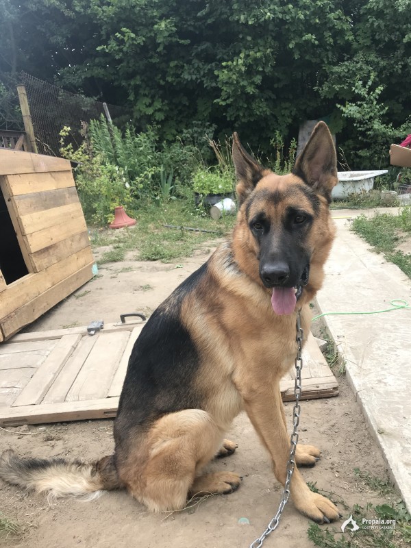 Пропал кобель немецкой овчарки