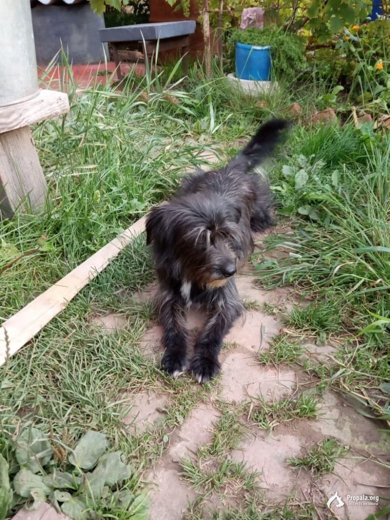 Найдена собачка Приволье по Ядринскому шоссе