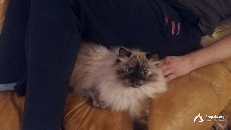 Пропала кошка на минском шоссе