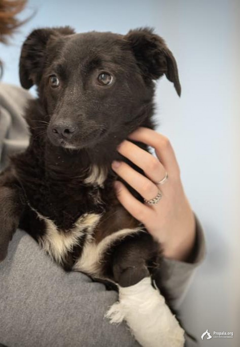 Пропала собака