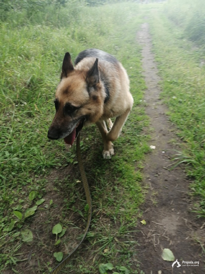 Пропала собака!