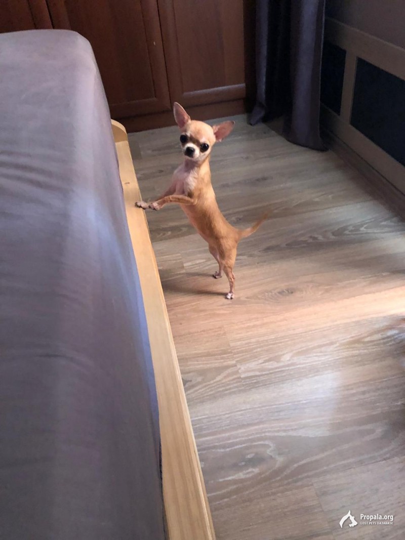 Пропала собака чихуахуа рыжая!