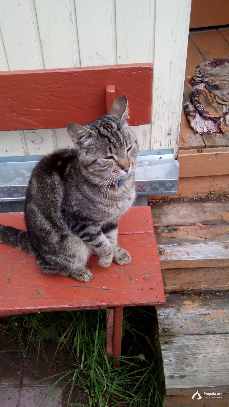 Найден серый кот с голубым ошейником (Дубосеково)