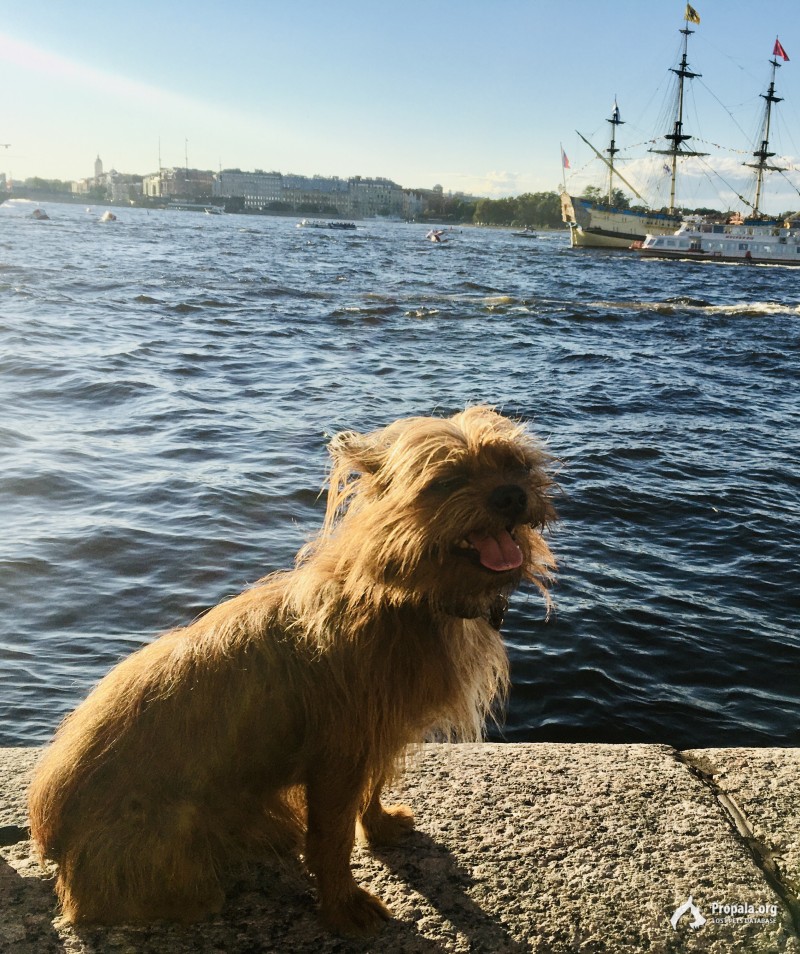 Пропала собака