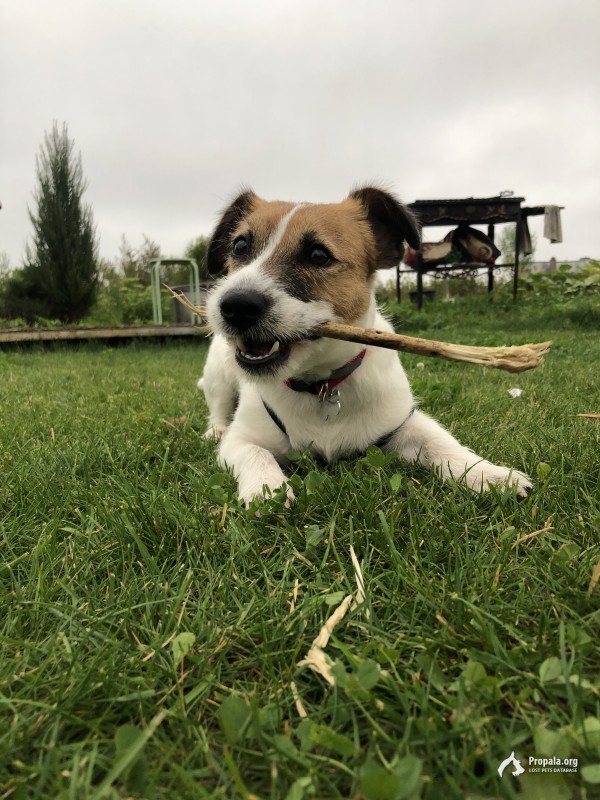 Потерялся джек рассел терьер