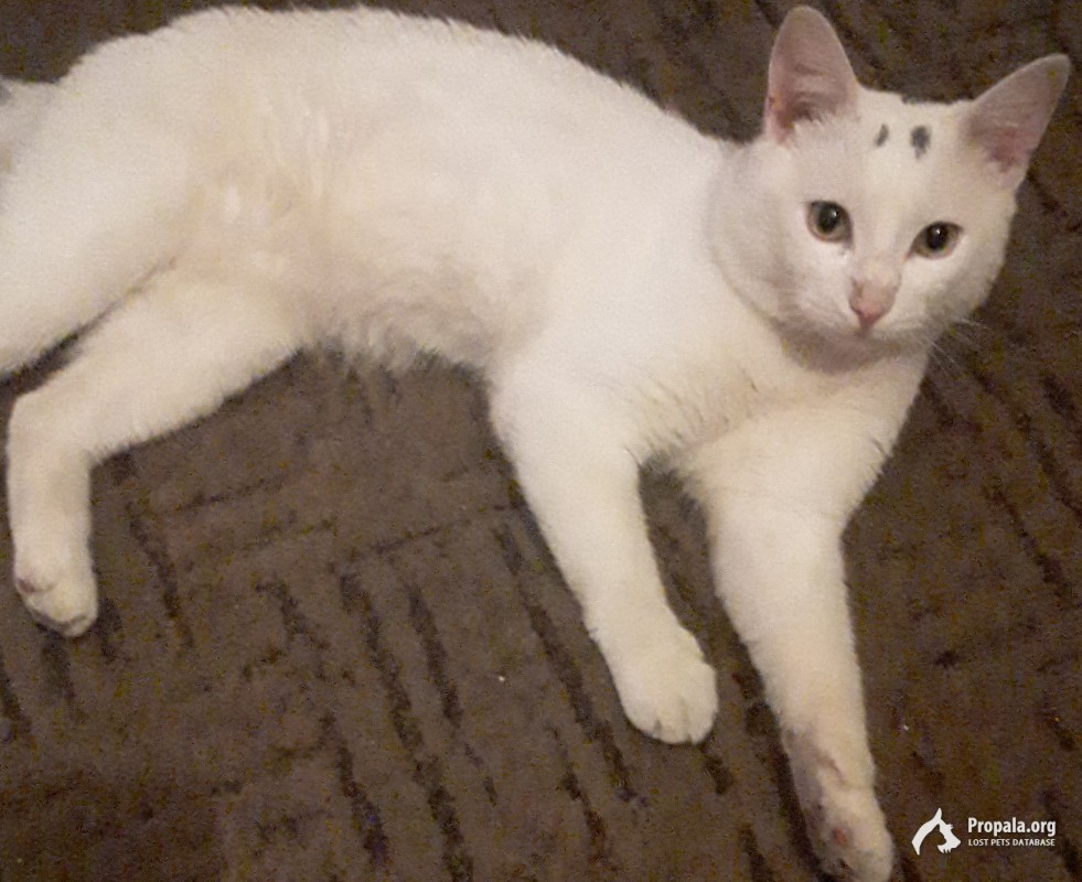 Пропал белый кот