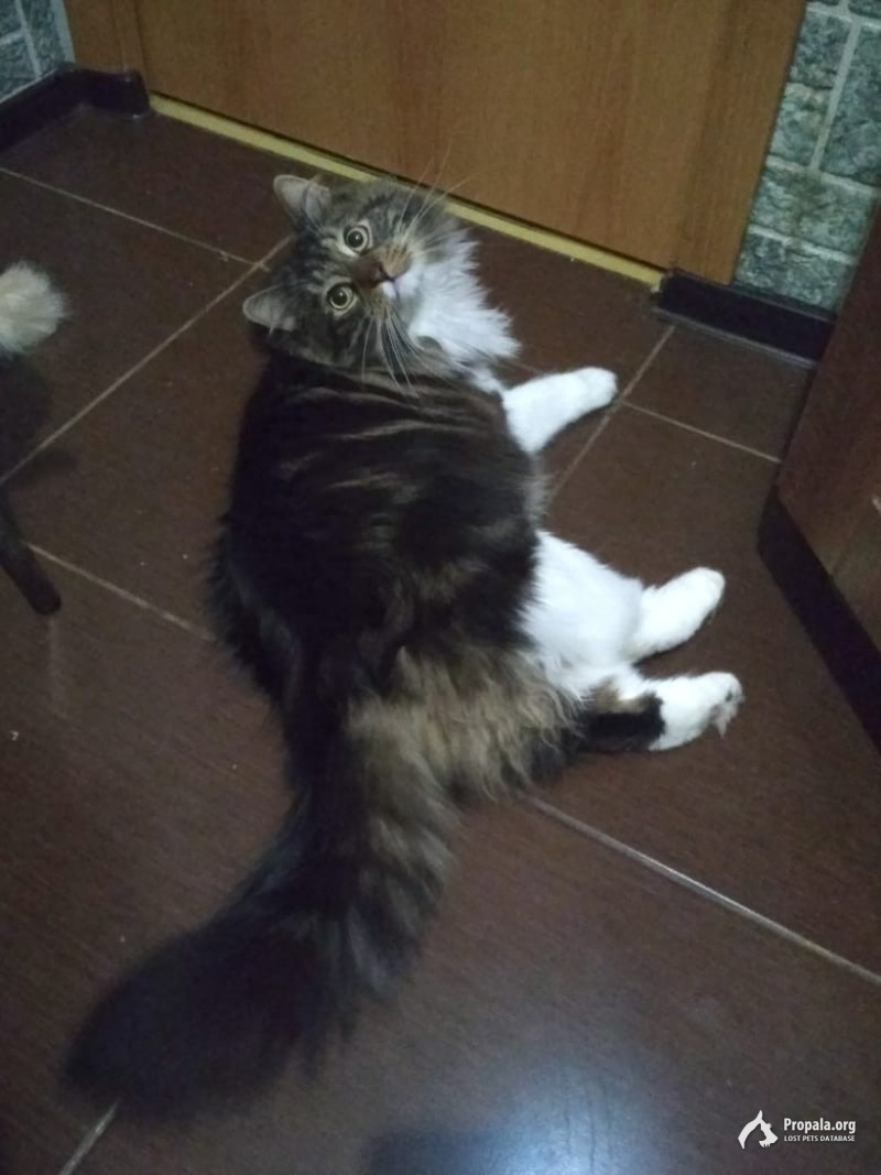Потерялся котик
