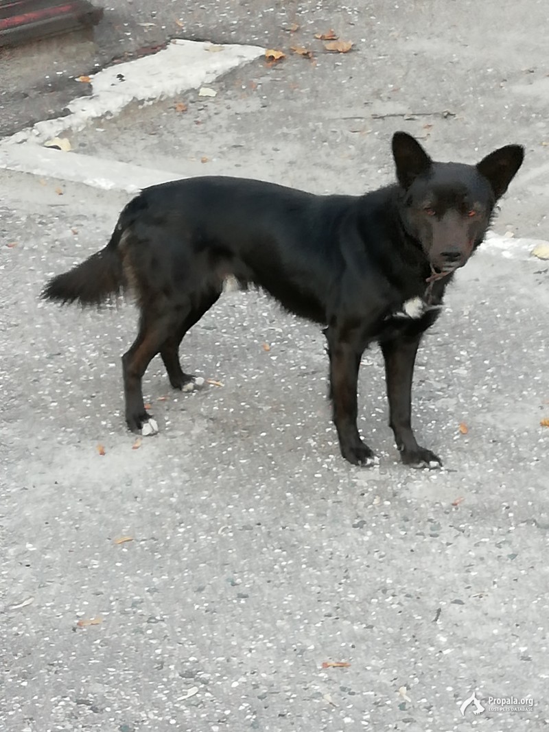 Найдена собака в районе завода Химмаш ул. Титова