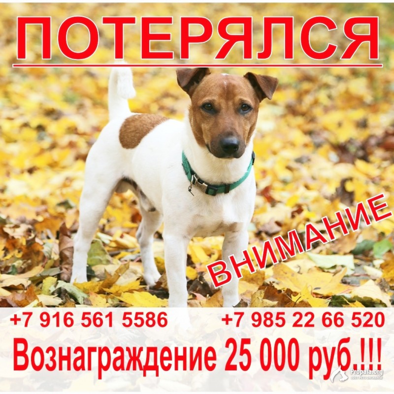 Потерялся Джек Рассел