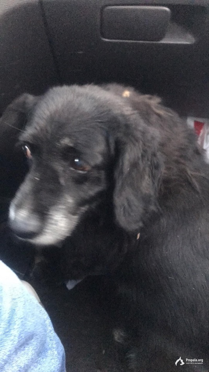 8.09 найдена похожа на спаниель Шеванцево