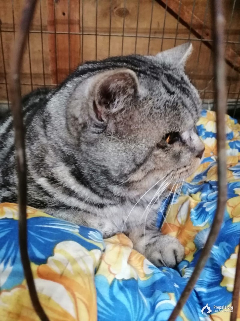 Найден шотландский кот