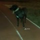 Найдена большая черная собака