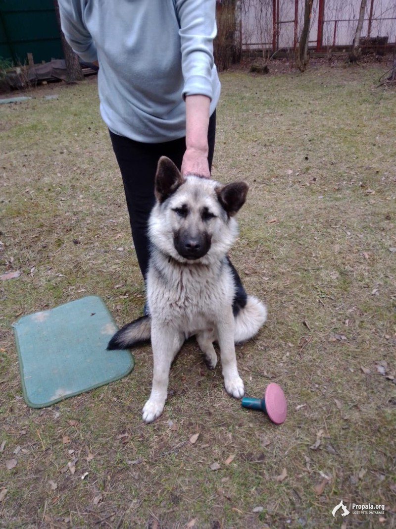 Найден молодой кобель овчарки (МО, Раменское)