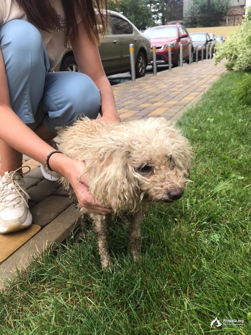 Найден кобель пуделя