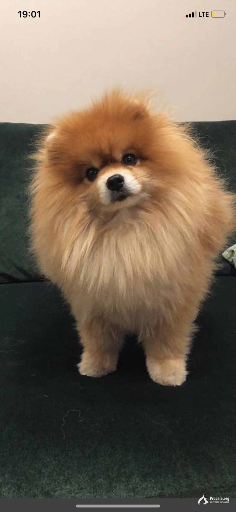 Пропал шпиц в посёлке Полотняный Завод