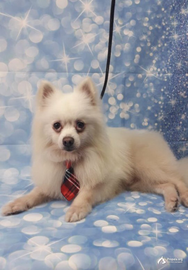 Пропал мальчик шпиц умоляю помогите
