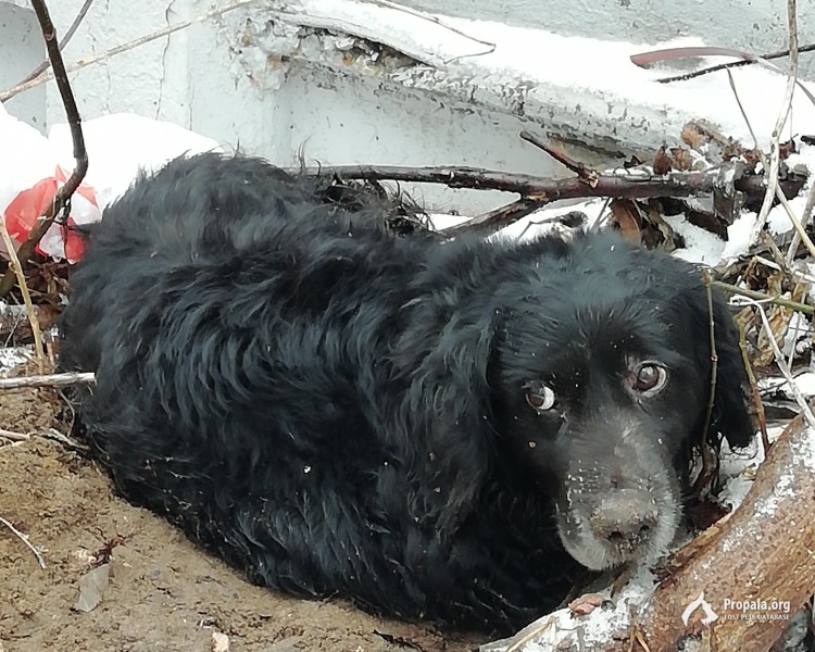 Потеряна собака московская область. Пропала собака спаниель черная. Потерялась собака спаниель. Потерялась собака черная спаниель. Спаниель на передержке.