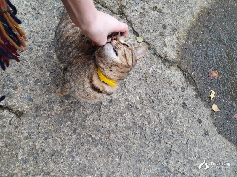 Нашлась кошка с жёлтым ошейником
