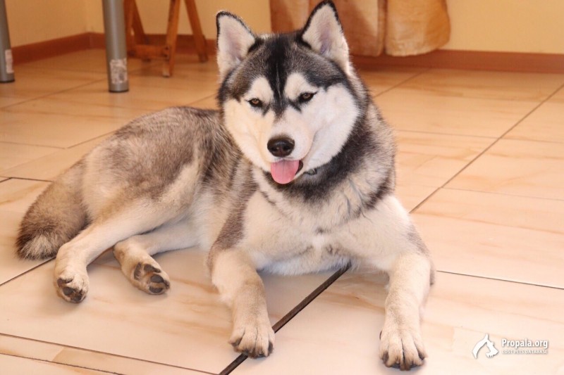 Пропали две суки породы Сибирская хаска