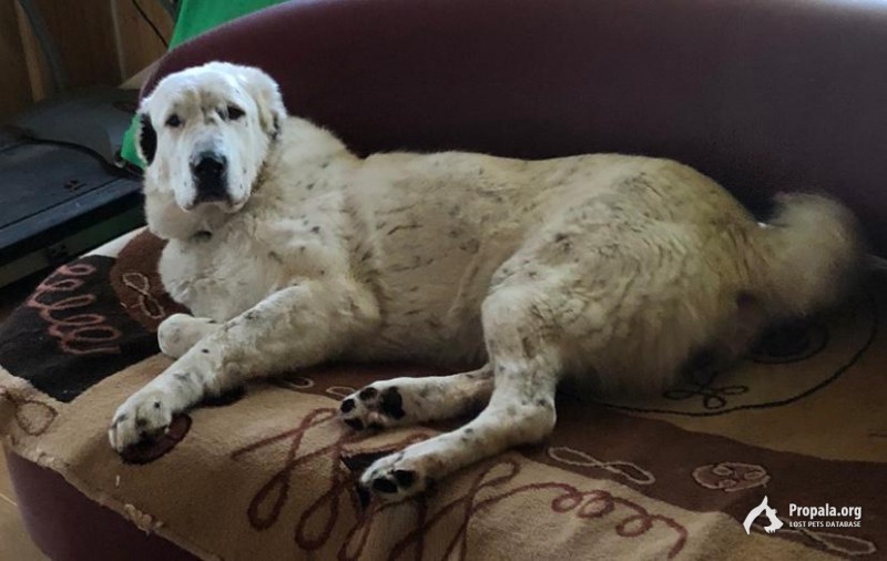 Пропала собака