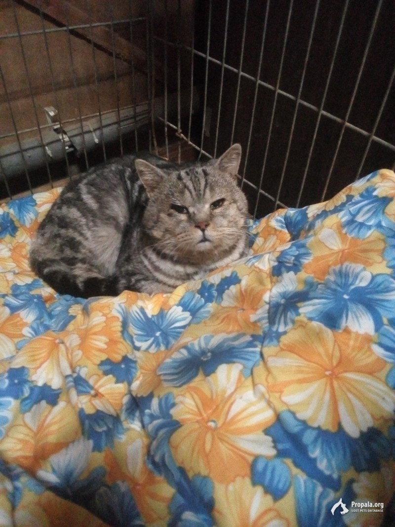 Найден шотландский кот