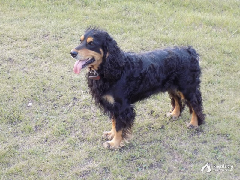 Два года назад пропал пес, не теряем надежды найти