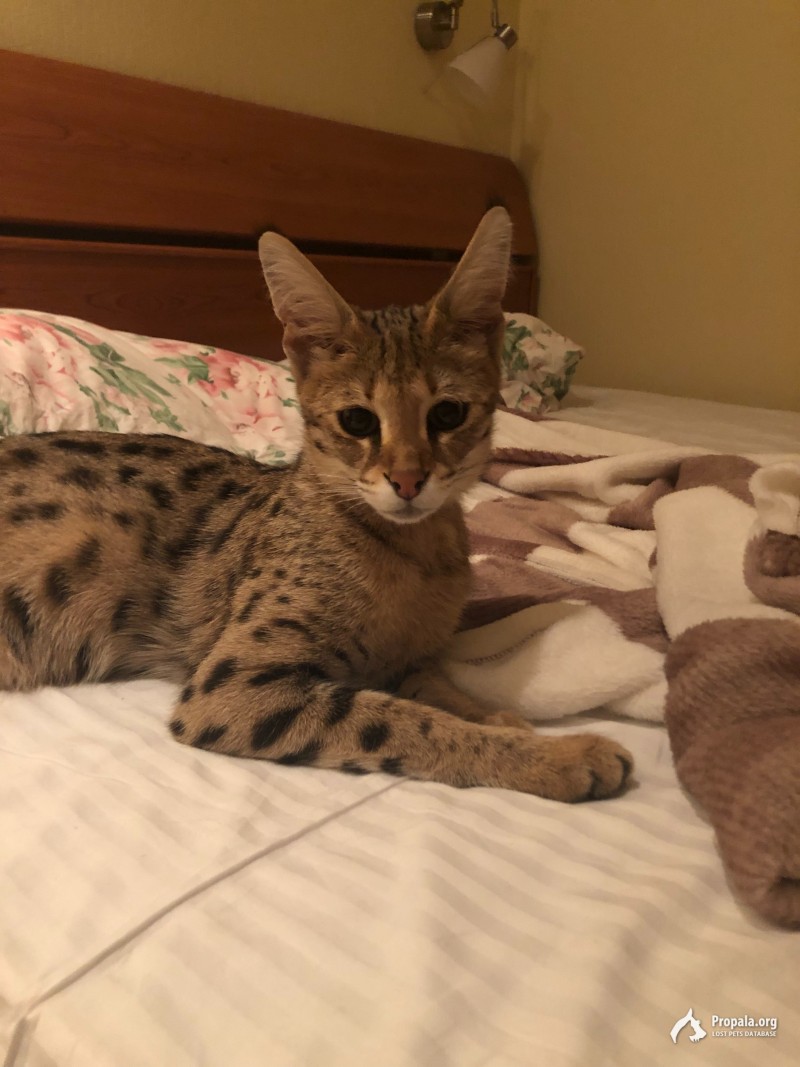 Пропала кошка