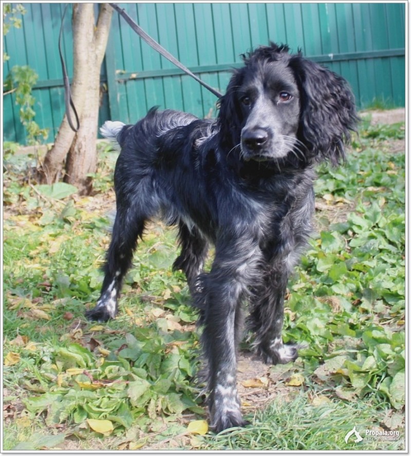 щенок спаниеля Джек ищет новый дом