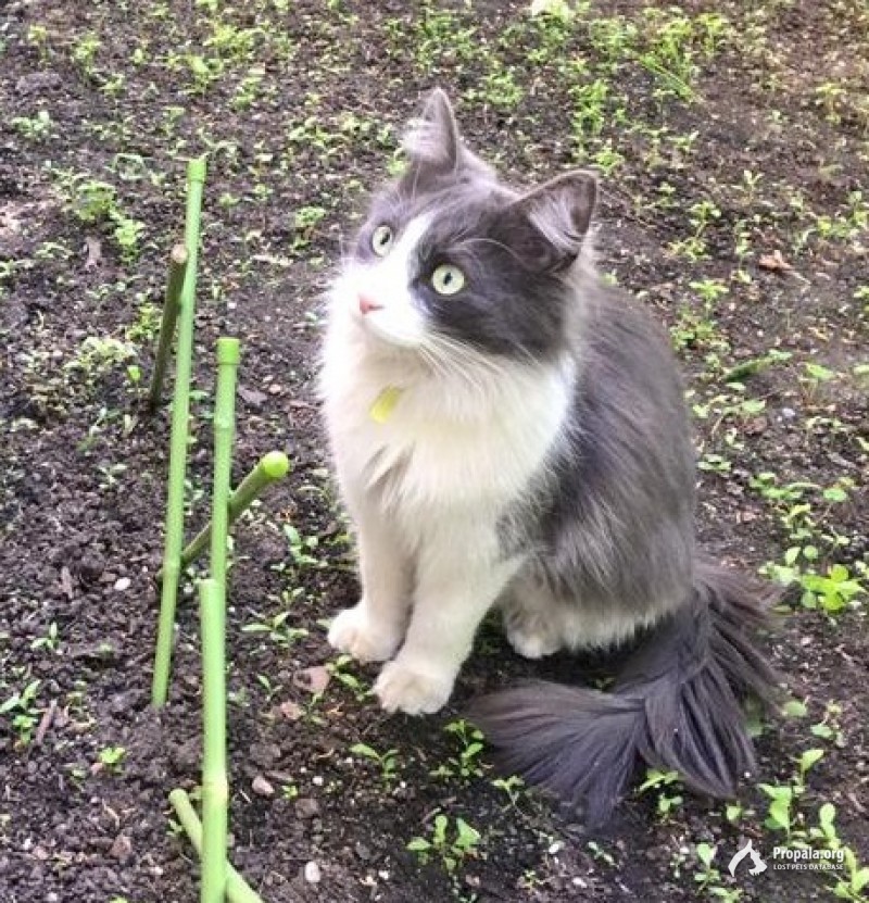 москва тимирязевская 07.06 пропал кот